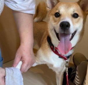 散歩後の足拭きをする雑種犬