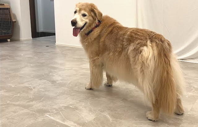 沖縄空港に着いた犬