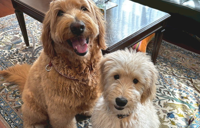 犬の多頭飼い先住犬との相性