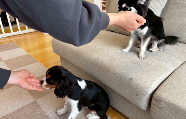 犬の多頭飼い、先住犬と同時にオスワリの練習