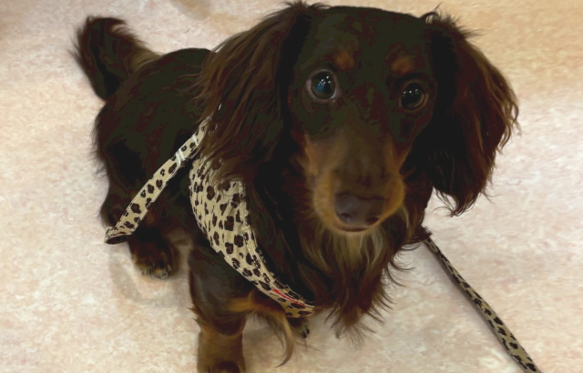 犬が吠えるのをやめさせる意外な方法