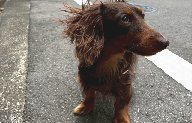 散歩中でも吠えない犬
