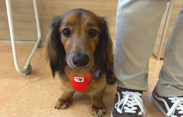 犬のインターホン吠えは練習でなおせる