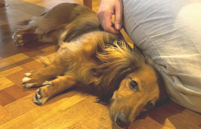 犬のインターホン吠え練習成功のポイント