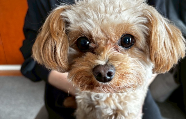 ドライフードを食べない犬