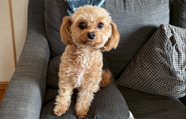 ドライフードを食べることに慣れてきた犬