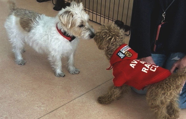 犬同士の関わり合いかたを学ぶ